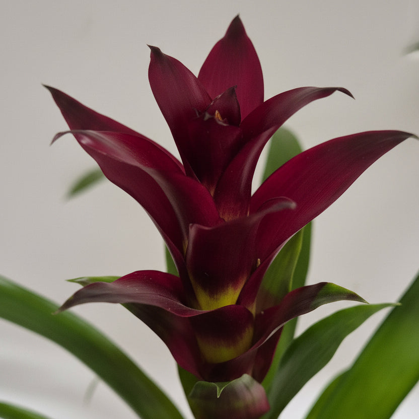 bromelia-roja-planta-interior