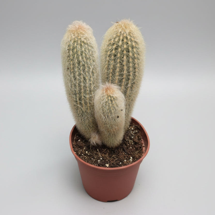 Cactus Peludo Espostoa Lanata decorativo