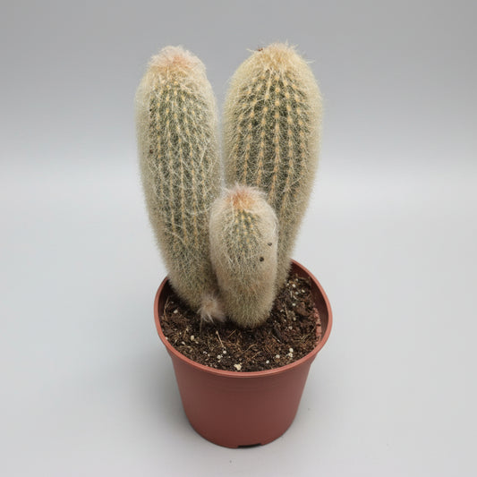Cactus Peludo Espostoa Lanata decorativo