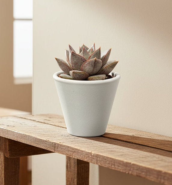 planta-suculenta-pequena