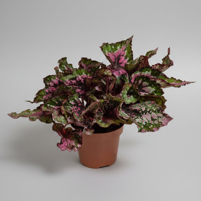 begonia-rex-macarena