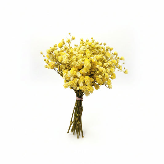 ramillete-paniculata-amarilla-preservada