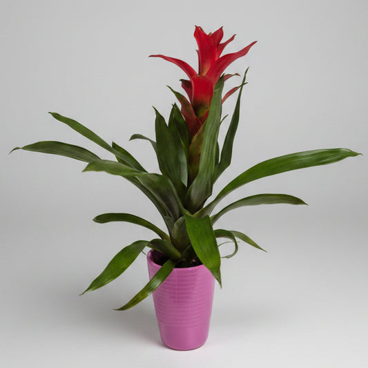 bromelia-guzmania-macetero-fucsia