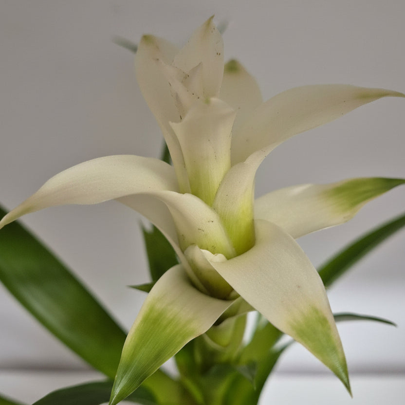 bromelia-blanca-planta-interior