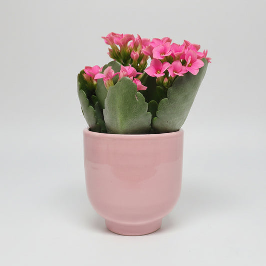 macetero-ceramica-rosa-pequeno