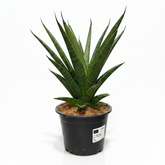 sansevieria cylindrica francisii xl