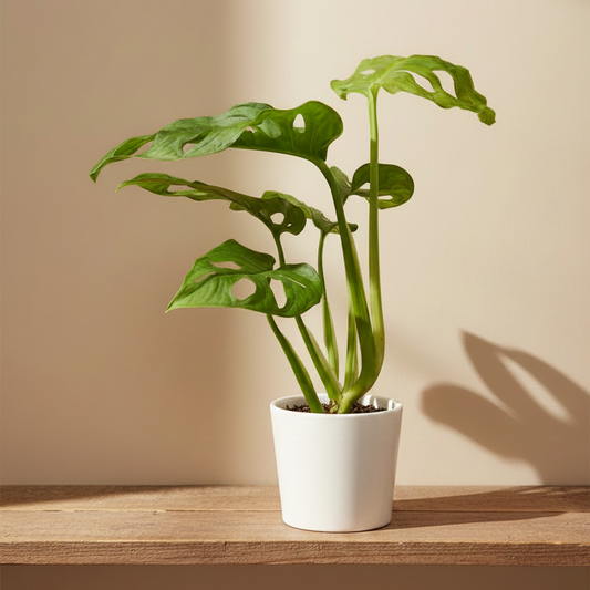 Monstera Monkey Mask Mini