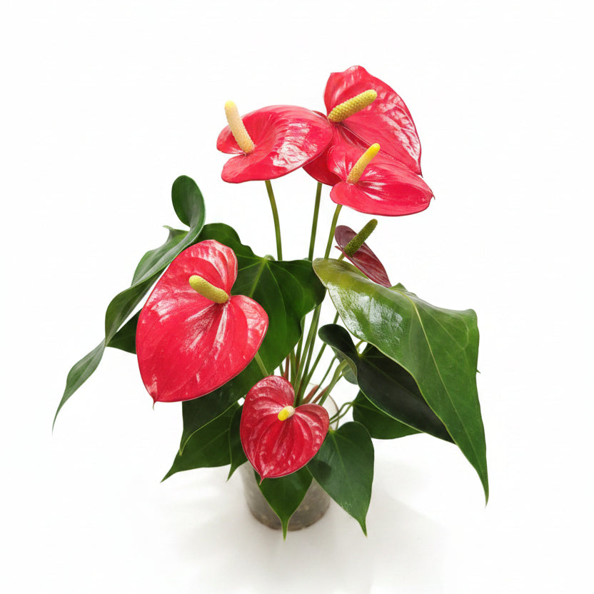 anthurium en agua