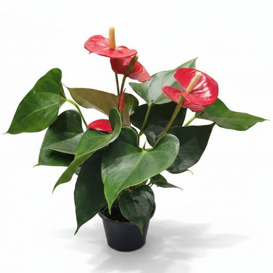 Anthurium Flor Roja L