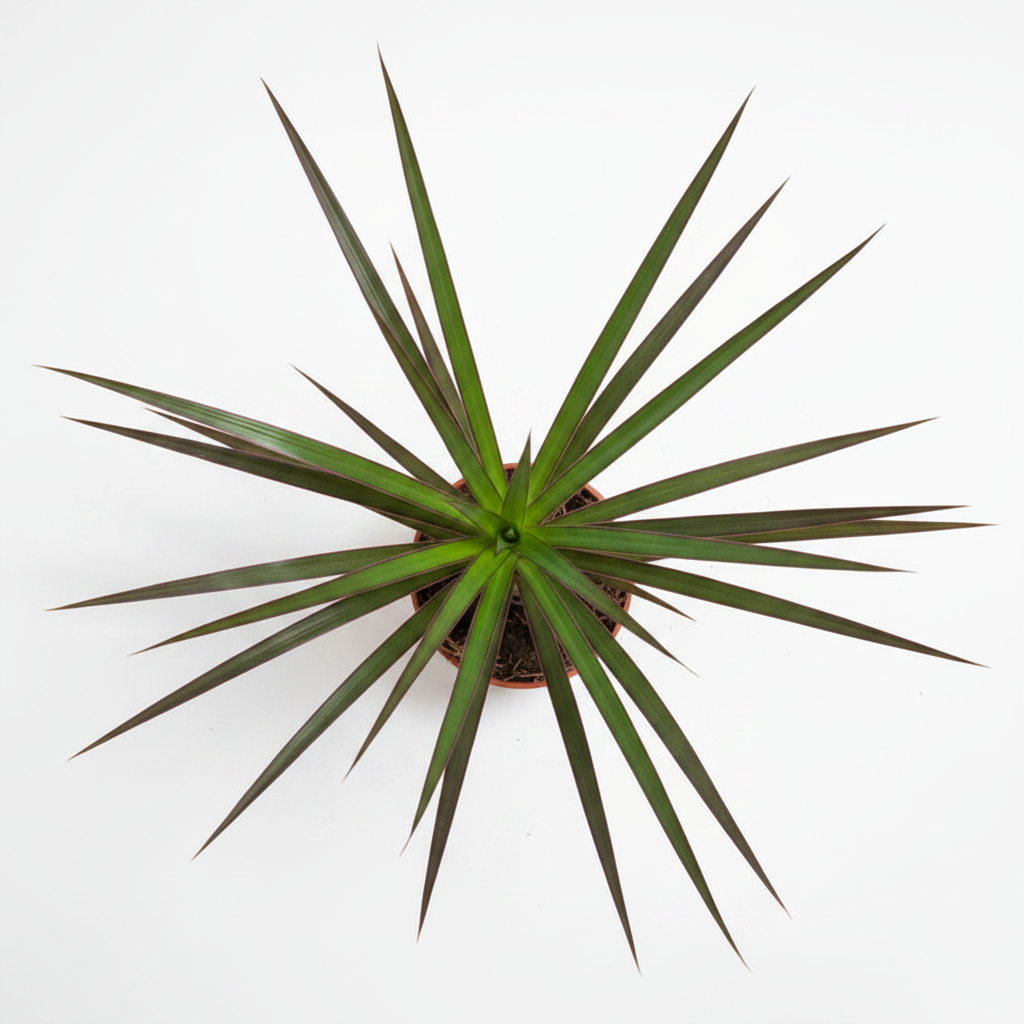 Dracaena Marginata Mini