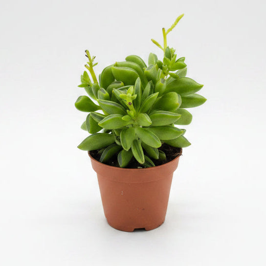 peperomia suculenta