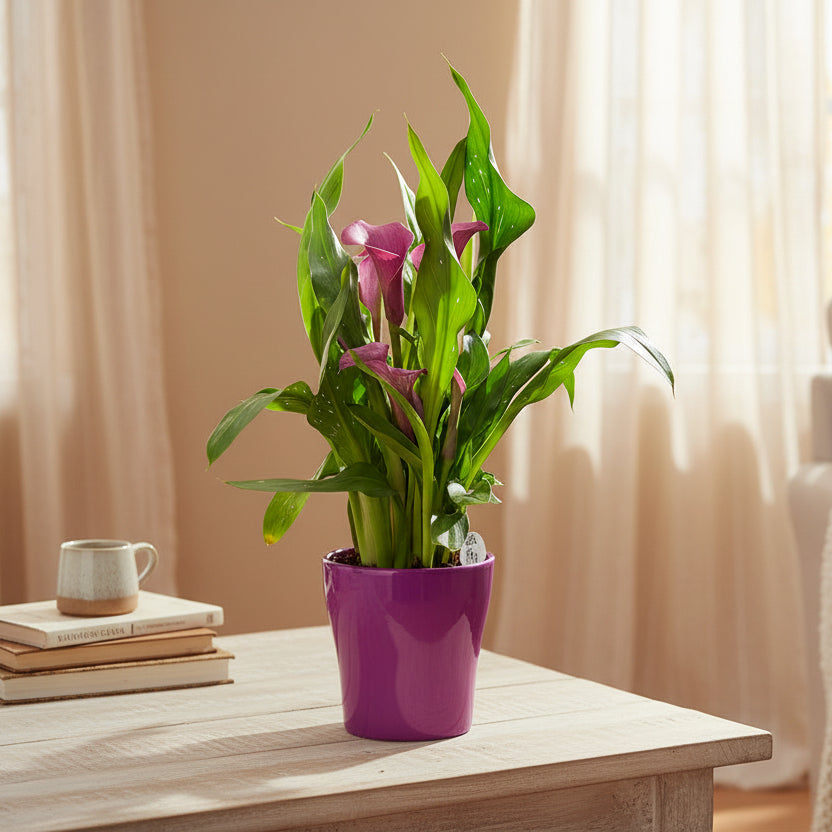 Zantedeschia Cala Flor Morada