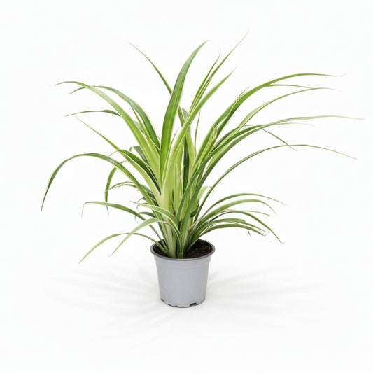 chlorophytum comosum cinta