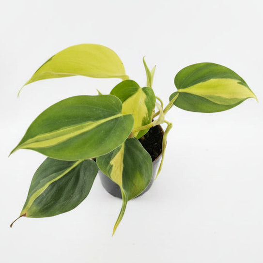 Yt6