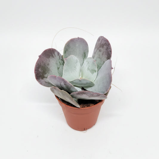 cotyledon orbiculata red flame