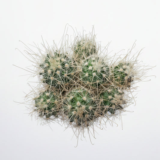 cactus mammillaria