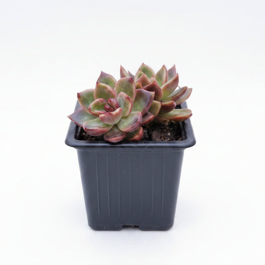 echeveria ziwey
