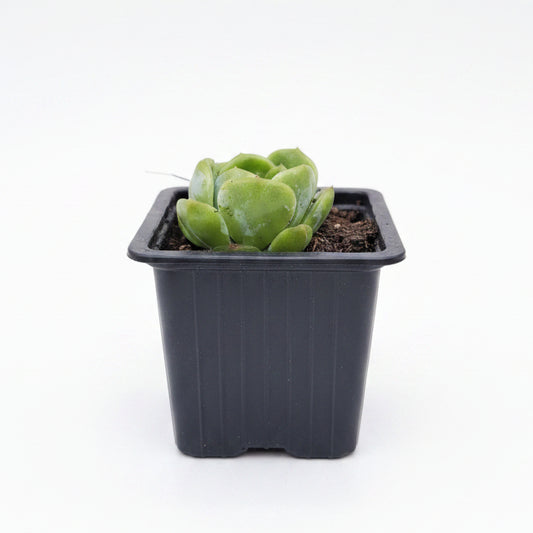 echeveria star jennie