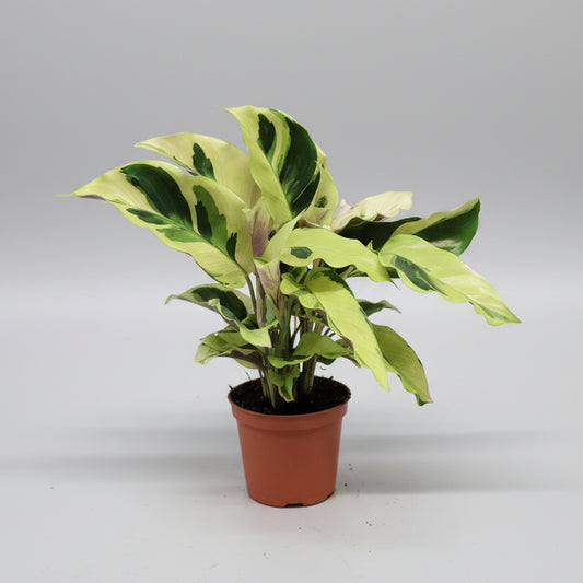 Calathea Fusion Yellow Mini