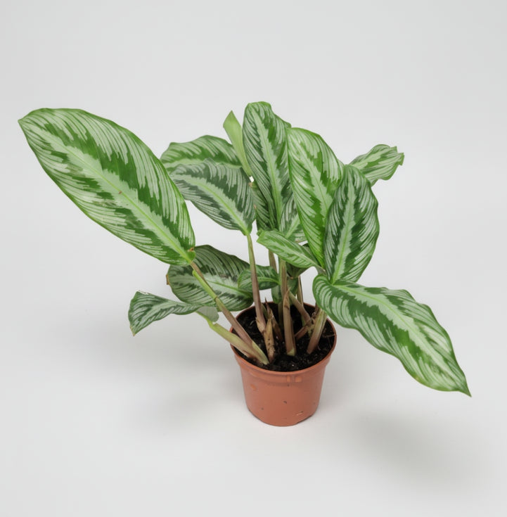 Calathea Goeppertia Mini