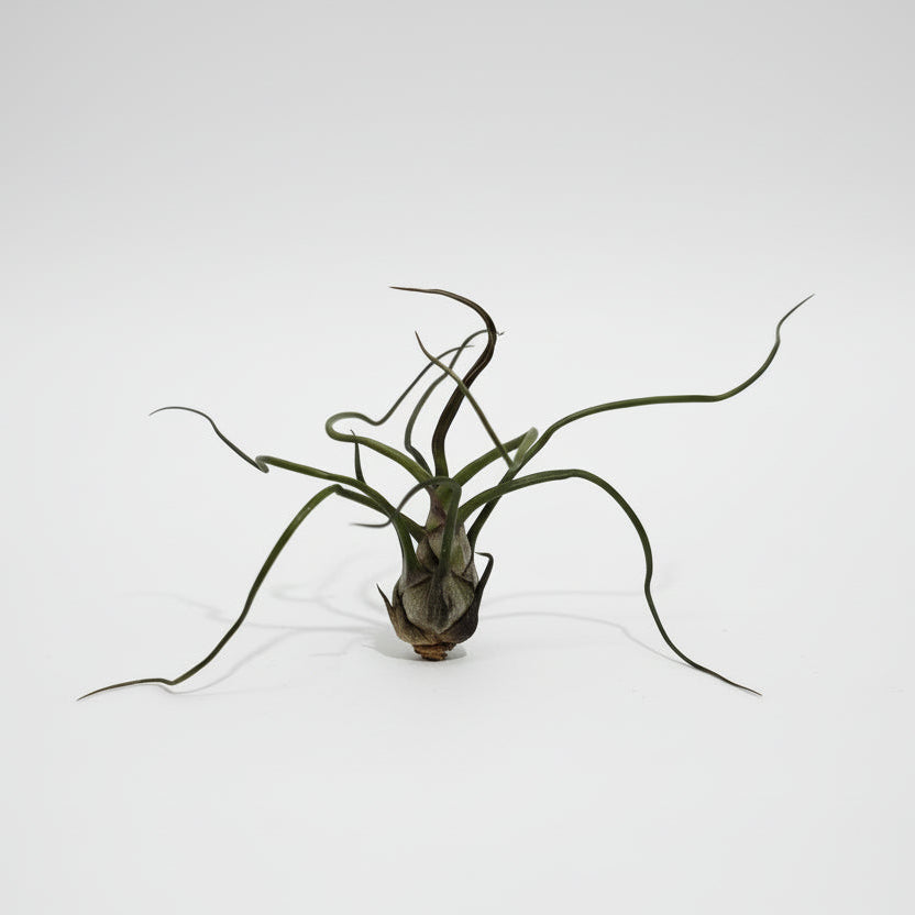 tillandsia-caput-medusae