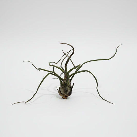 tillandsia-caput-medusae