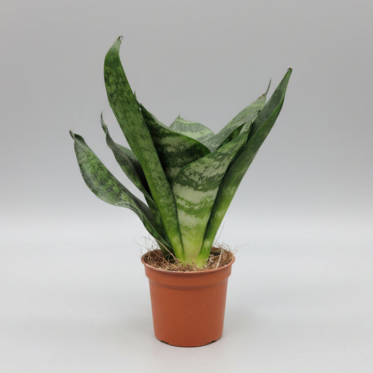 Sansevieria Mini Trifasciata Hahnii Green Star