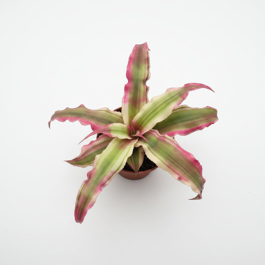 Cryptanthus Pink Mini