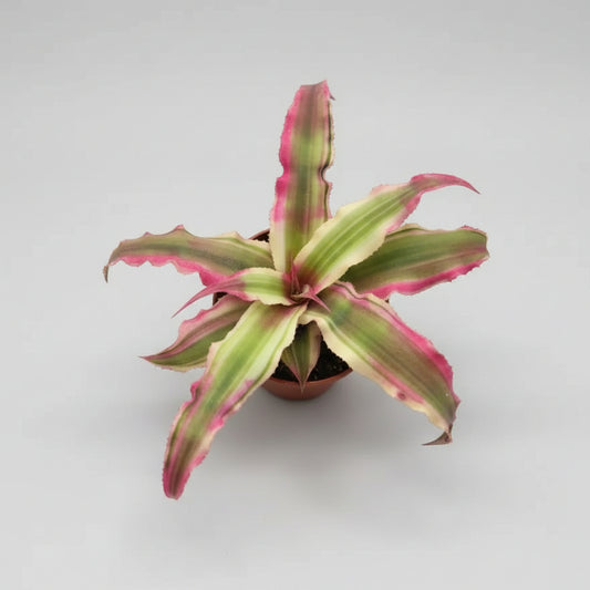 Cryptanthus Pink Mini