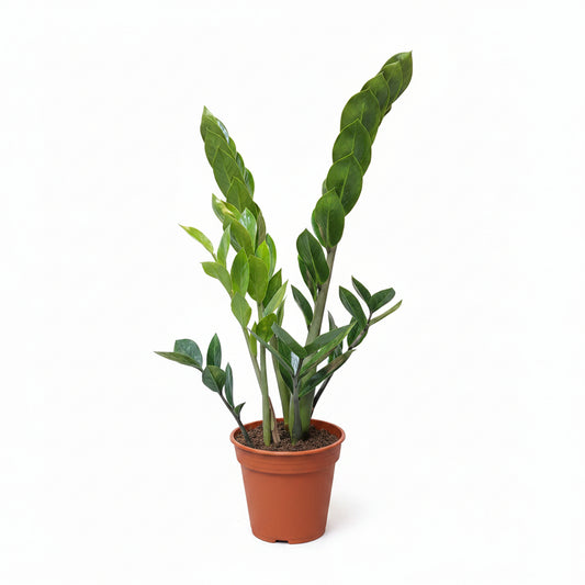 zamioculca planta zen