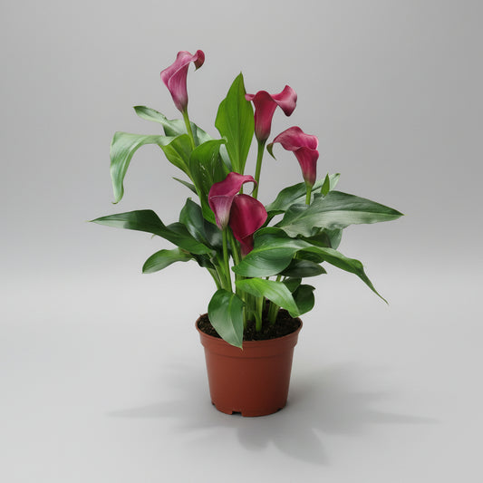 zantedeschia-cala-burdeos