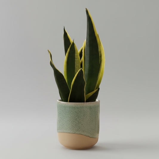 Sansevieria Black Gold +  Macetero Verde Porcelana
