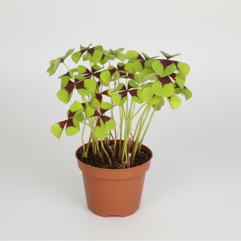 Oxalis Tetraphylla (Trébol 4 hojas)