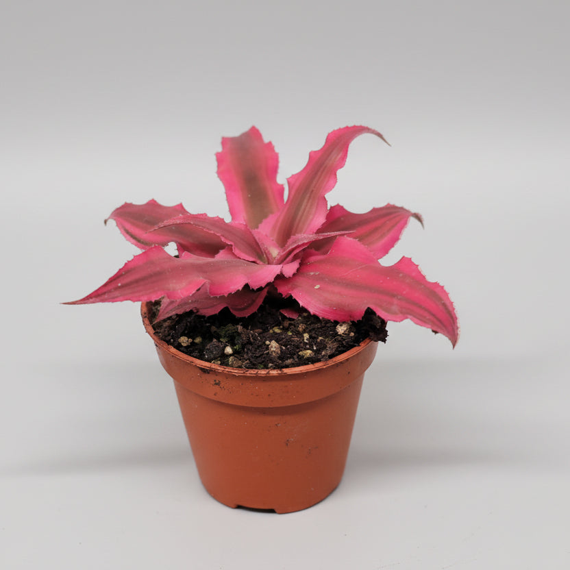 bromelia-cryptanthus