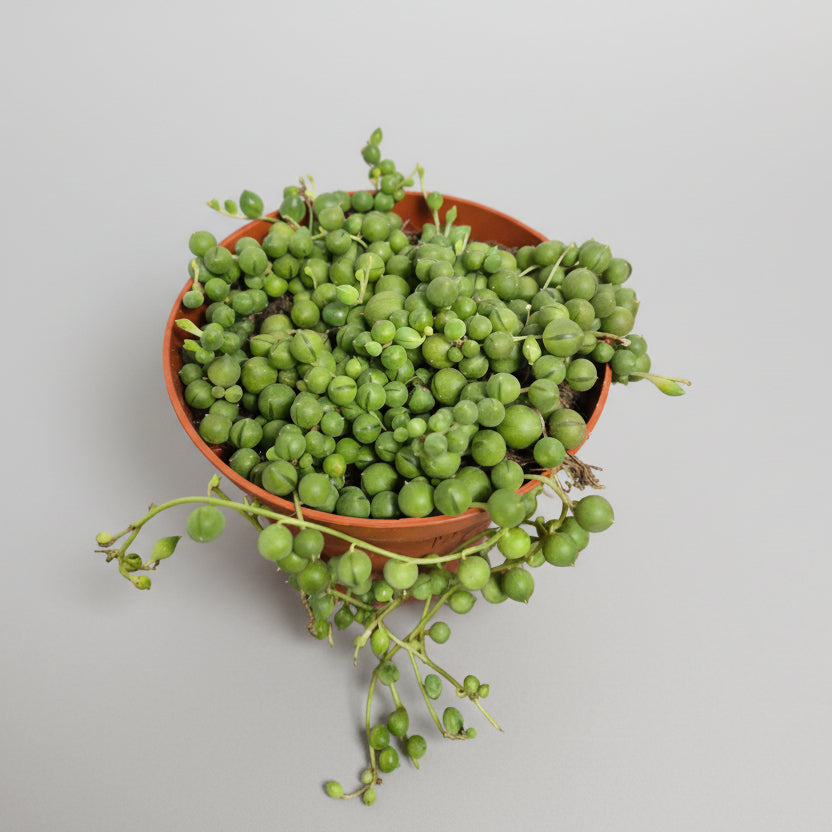 senecio-rowleyanus