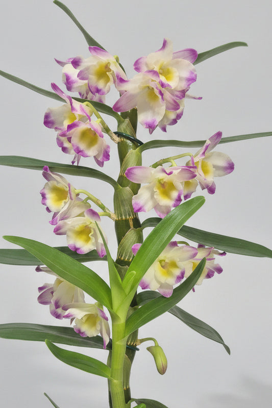 Orquídea Dendrobium Flor fucsia amarillo