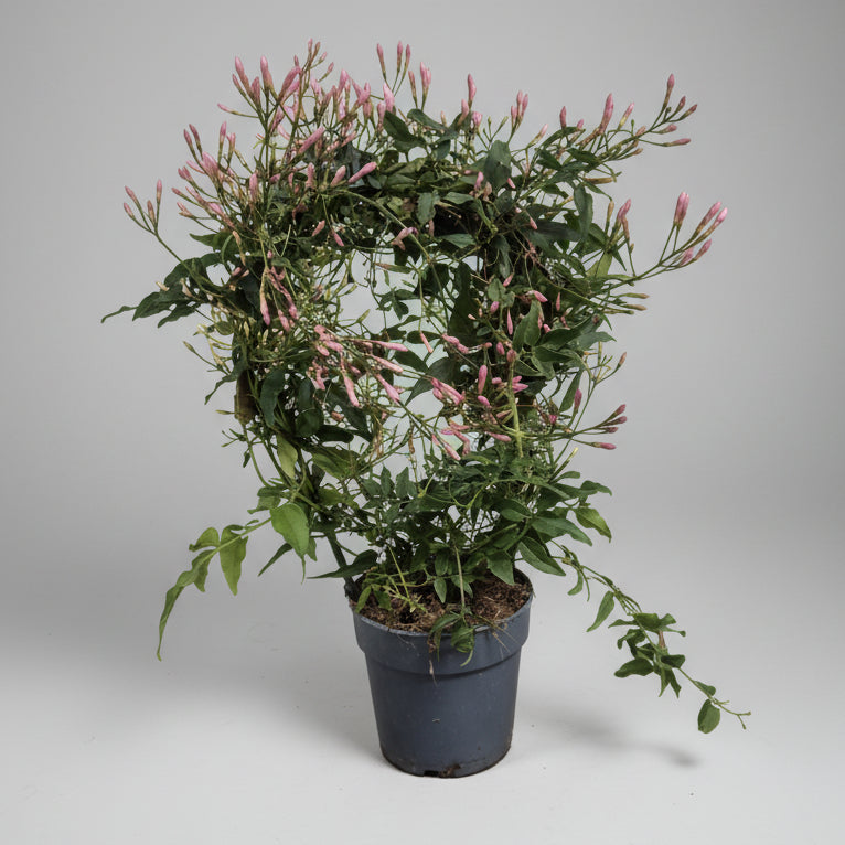 jasminum-polyanthum-jazmin-blanco