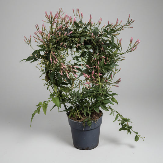jasminum-polyanthum-jazmin-blanco