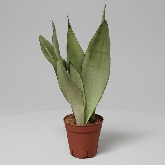 sansevieria-moonshine