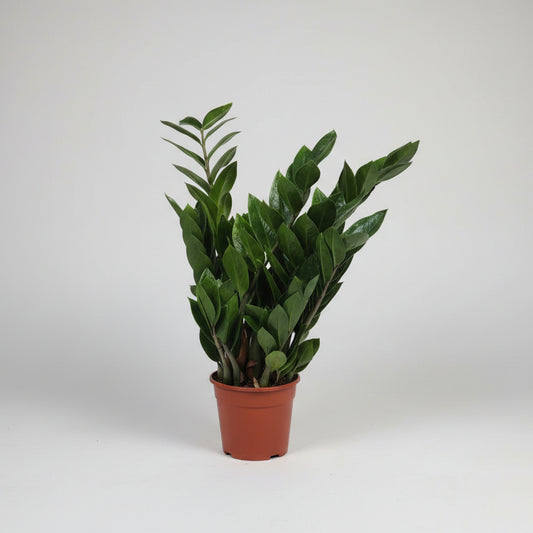 zamioculca-planta-interior