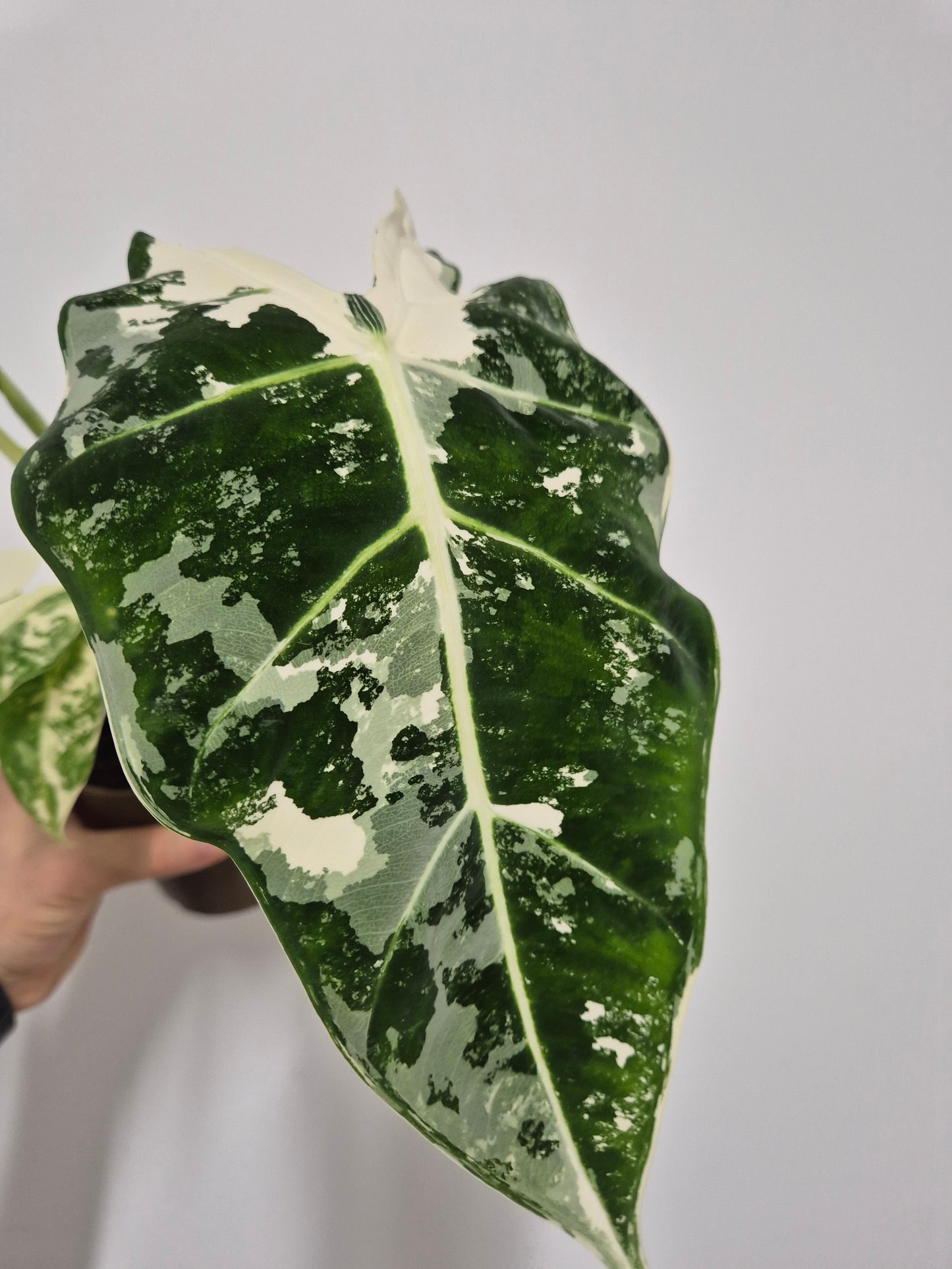 Lote Monstera y Alocasia