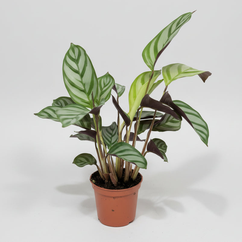 Ctenanthe Setosa Mini