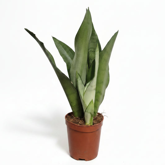 sansevieria moonshine