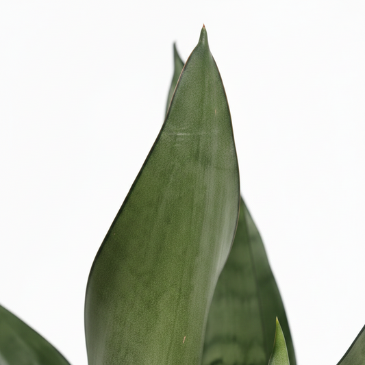 sansevieria moonshine planta