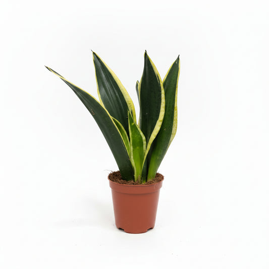 sansevieria trifasciata black gold