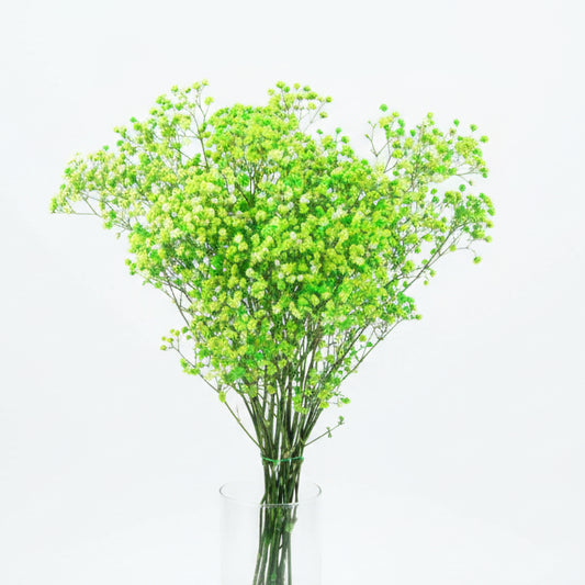 flor preservada natural paniculata