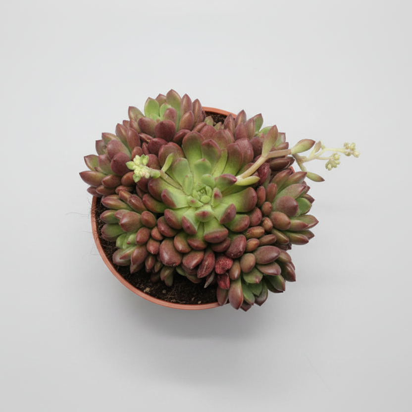 Suculenta Graptoveria Bashful en maceta elegante