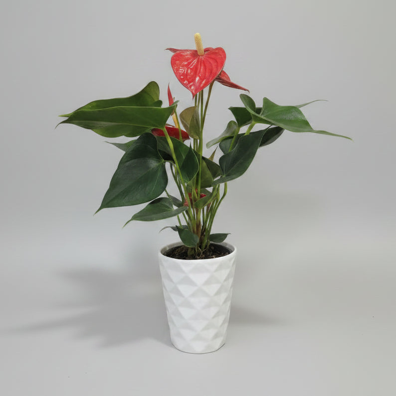 Anthurium flor roja con macetero Duna Blanco