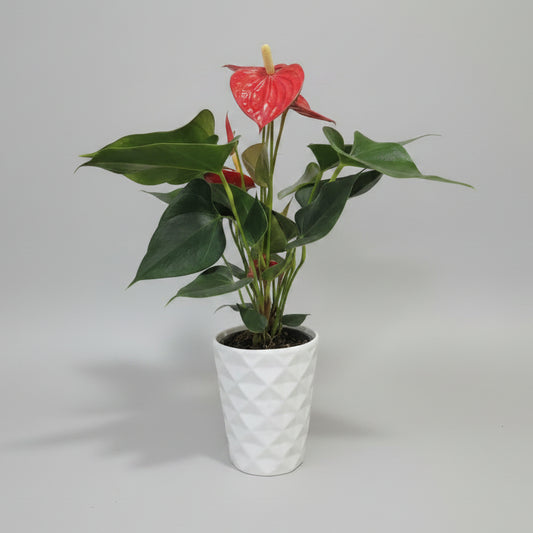 Anthurium flor roja con macetero Duna Blanco