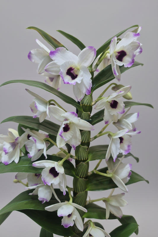 Orquídea Dendrobium Flor Blanca Lila